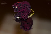 16th Sep 2014 - Dried rose on mirror