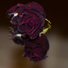 Dried rose on mirror by elisasaeter