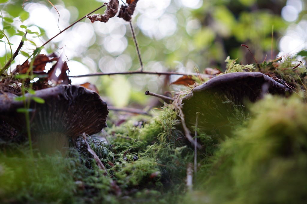 NF-SOOC-September - Day 16: Toadstools and Moss by vignouse