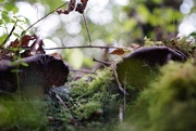 16th Sep 2014 - NF-SOOC-September - Day 16: Toadstools and Moss