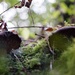 NF-SOOC-September - Day 16: Toadstools and Moss by vignouse
