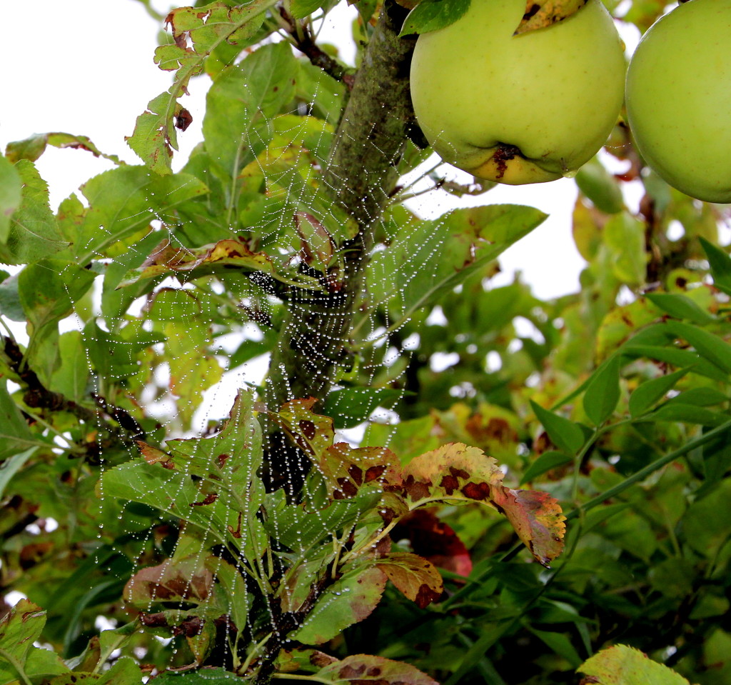 Spider's web in the apple tree by busylady