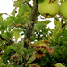 Spider's web in the apple tree by busylady