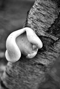 16th Sep 2014 - Tree Fungus