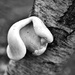 Tree Fungus by kannafoot