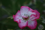 9th Sep 2014 - Spotted Rose