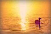 16th Sep 2014 - Pelican cruising the sunrise