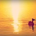 Pelican cruising the sunrise by teodw