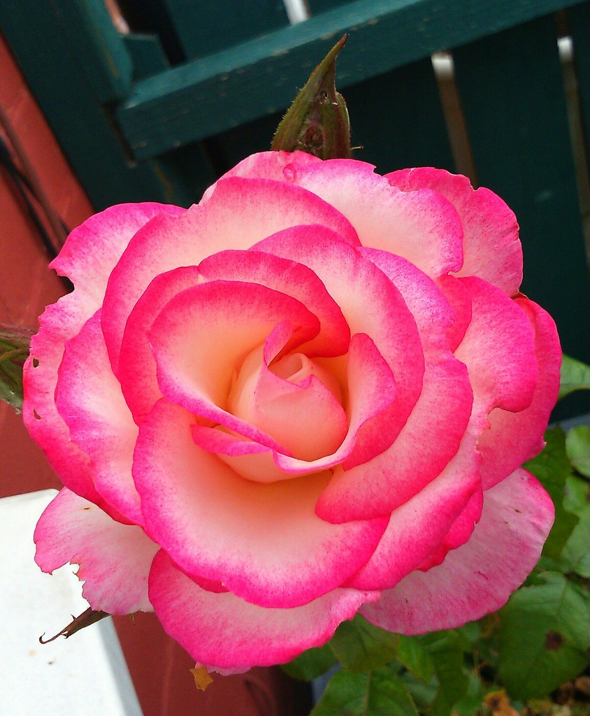 gorgeous rose  by plainjaneandnononsense