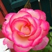 gorgeous rose  by plainjaneandnononsense