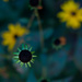 Black eyed susan without petals by loweygrace