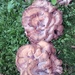 Fungus by jennymdennis