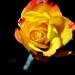 Opet ruža! by vesna0210