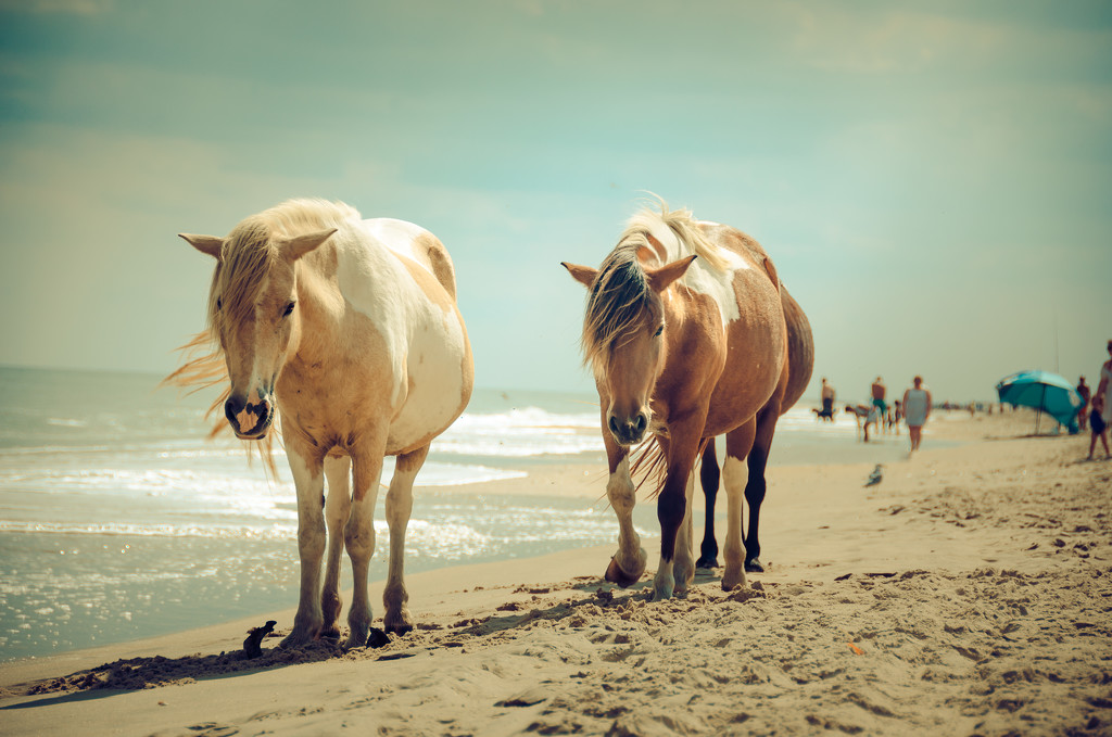 Wild Horse Beach -Humans Tolerated  by lesip