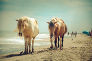 16th Sep 2014 - Wild Horse Beach -Humans Tolerated 
