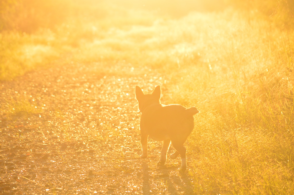 Light on His Feet by kareenking