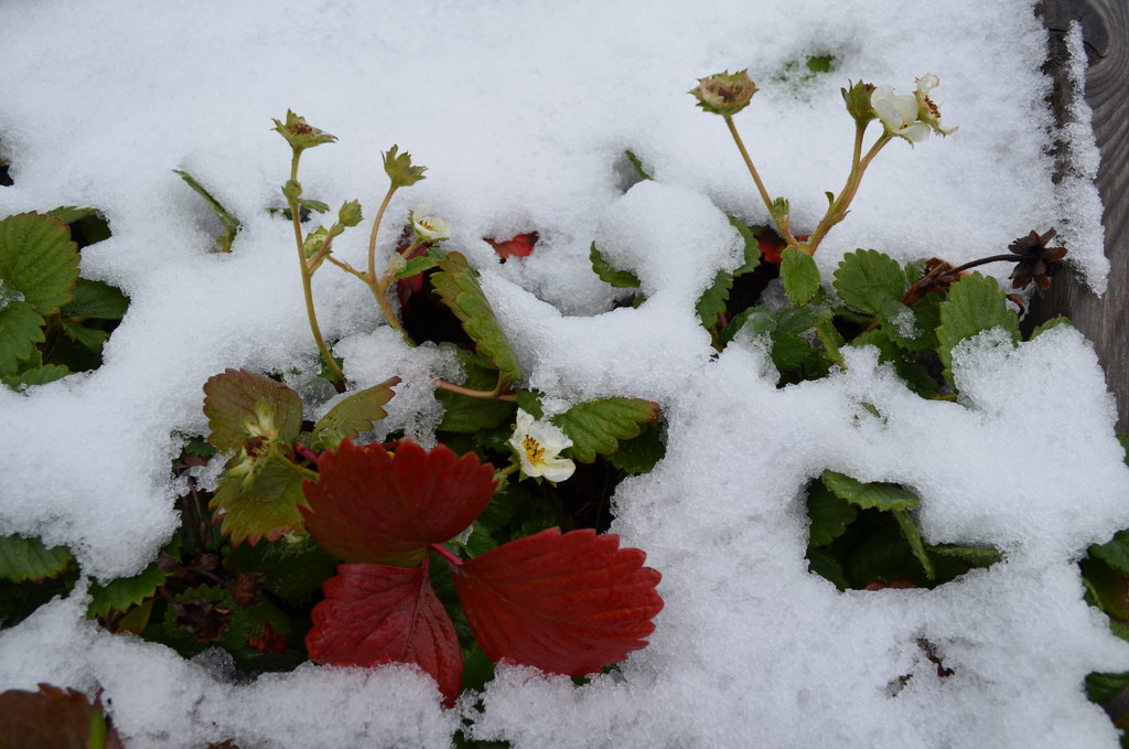 Day 78 - "Snow-more" Strawberries This Year by ravenshoe