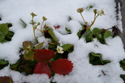 16th Sep 2014 - Day 78 - "Snow-more" Strawberries This Year