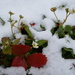 Day 78 - "Snow-more" Strawberries This Year by ravenshoe