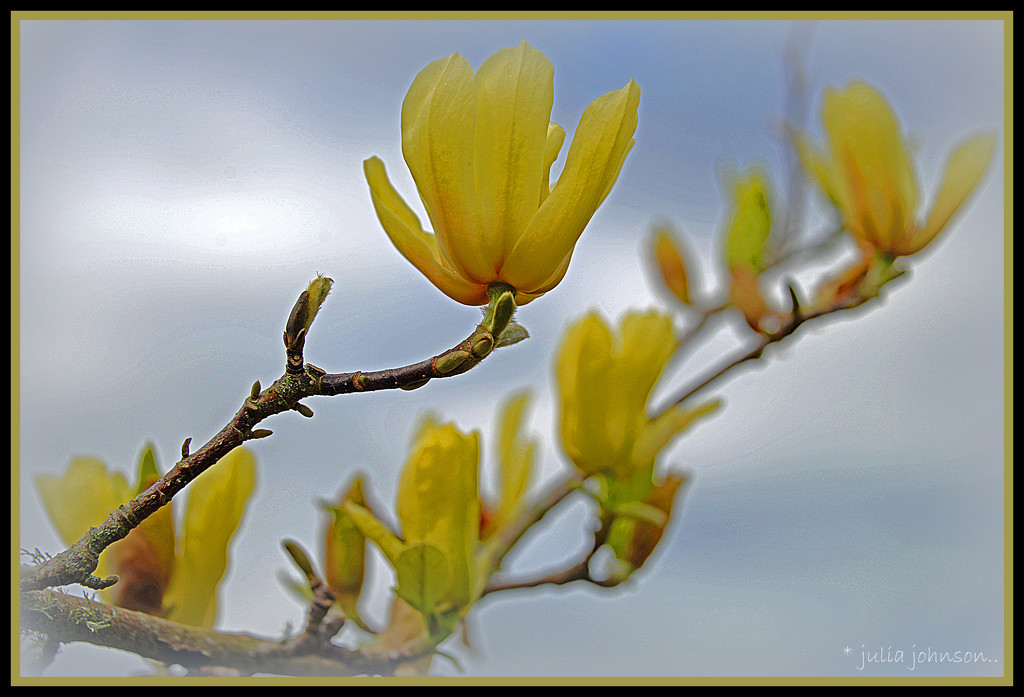 Yellow Magnolia...  by julzmaioro