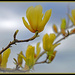Yellow Magnolia...  by julzmaioro