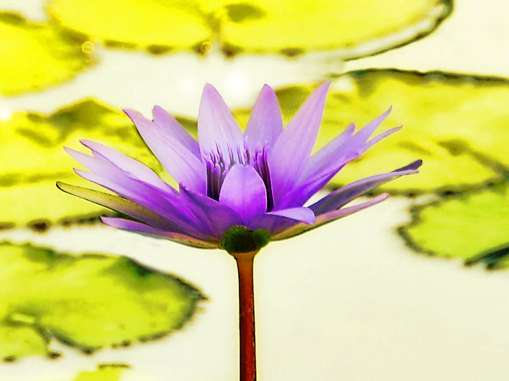 Lotus  by joysfocus