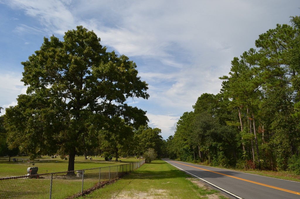 Country road, oak tree and rural cemetery, Berkeley County, SC by congaree