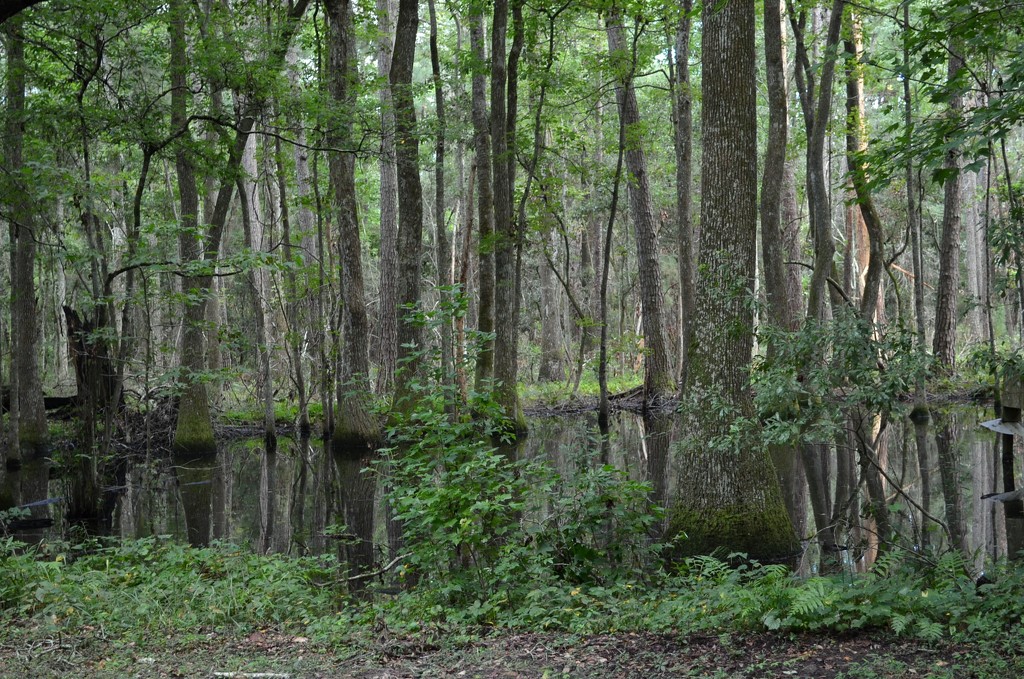 Small tupelo gum swamp by congaree