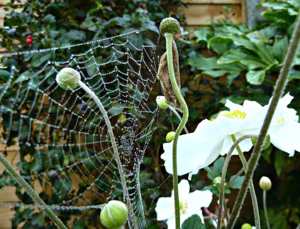 Flower web by wendyfrost