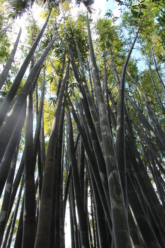 Looking Up - Black Bamboo by terryliv