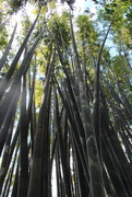 17th Sep 2014 - Looking Up - Black Bamboo