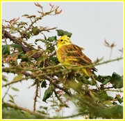 17th Sep 2014 - My friend the yellowhammer