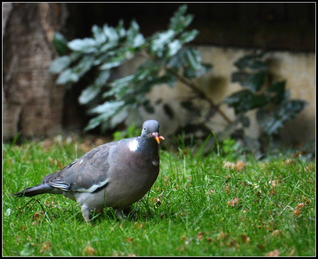 Crossbill pigeon by rosiekind
