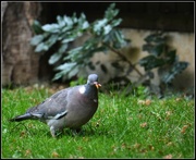 17th Sep 2014 - Crossbill pigeon