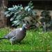 Crossbill pigeon by rosiekind