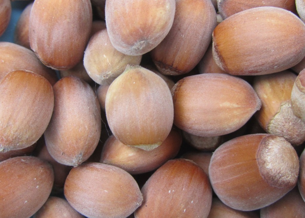 Hazelnuts from the garden. by jokristina