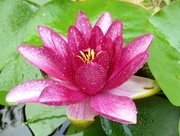 10th Sep 2014 - Waterlily