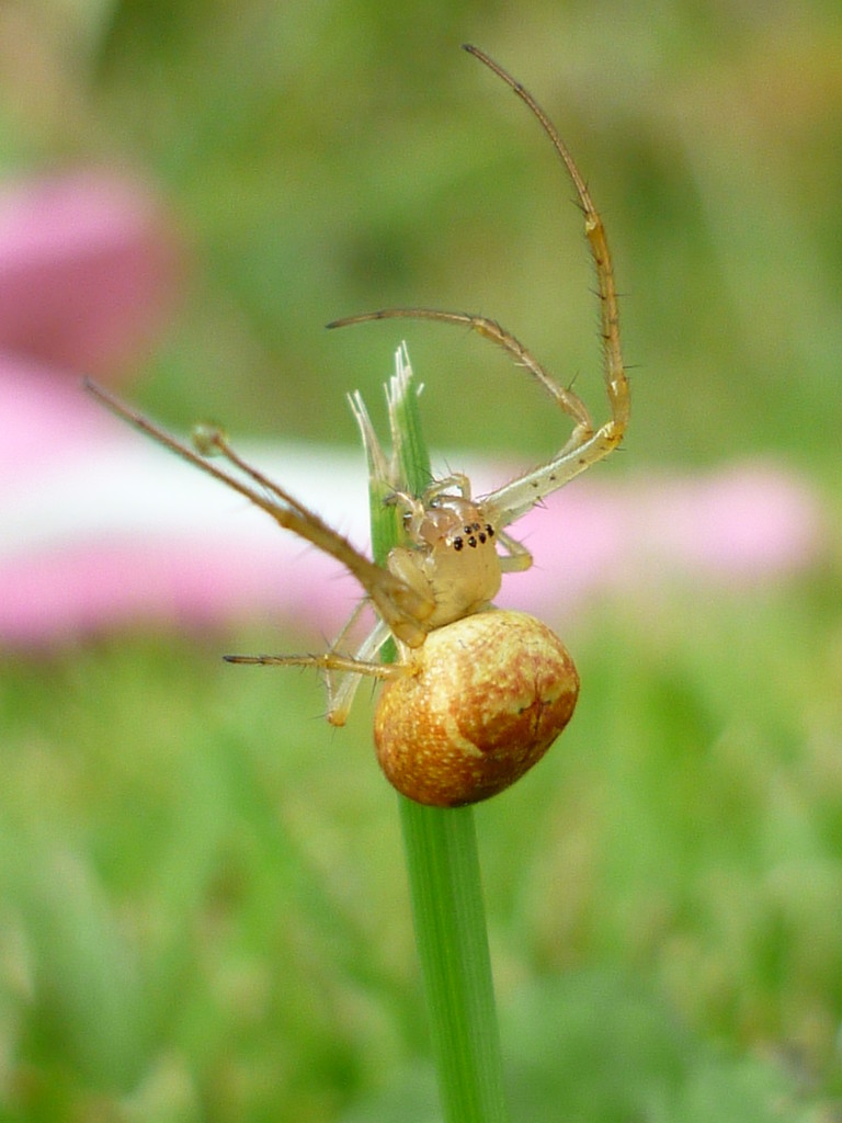 Incy Wincy Spider by countrylassie