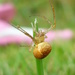 Incy Wincy Spider by countrylassie