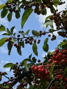 17th Sep 2014 - Crab Apple Tree