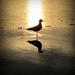 Early bird---:) by joemuli