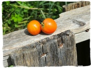18th Sep 2014 - Two Tiny Tomatoes