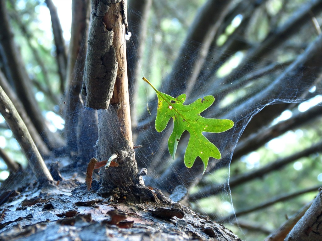 Pine-Caught Oak Leaf by juliedduncan