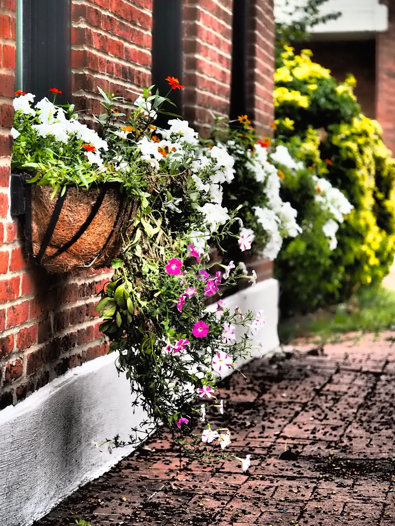 Flower Boxes by rosiekerr