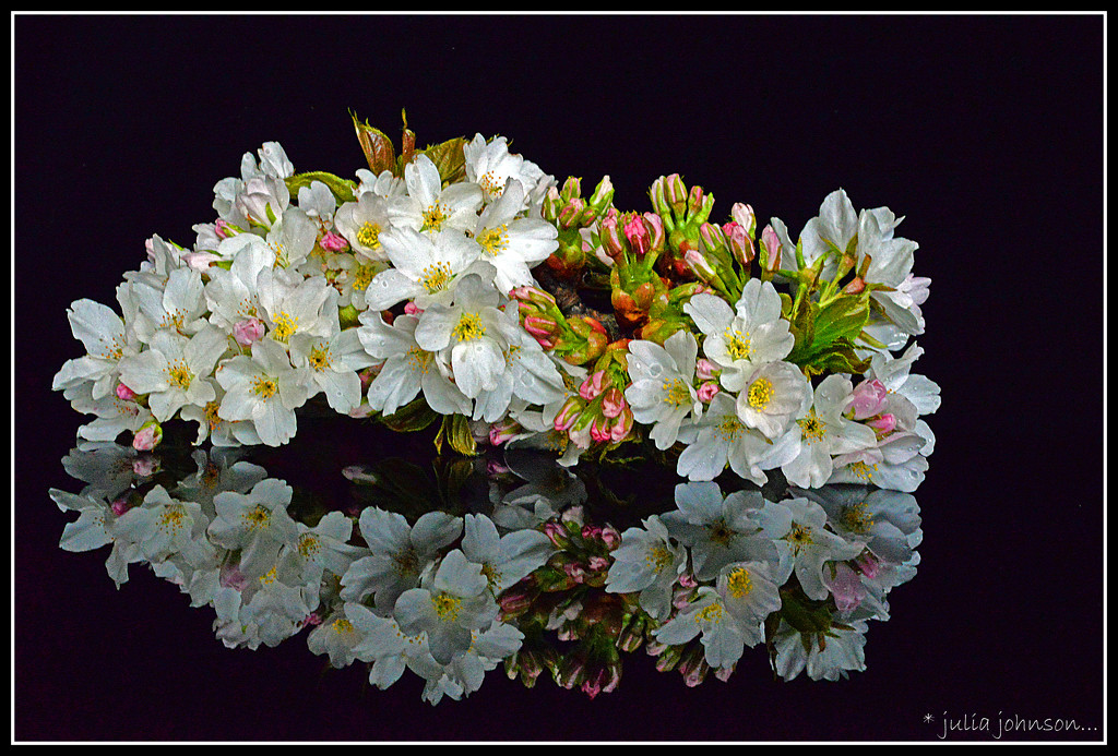 Cherry Blossom... by julzmaioro