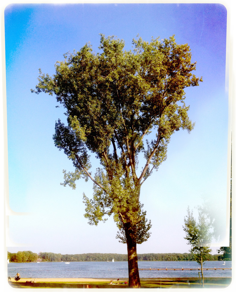 Tree by mastermek