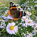 Red Admiral by wendyfrost