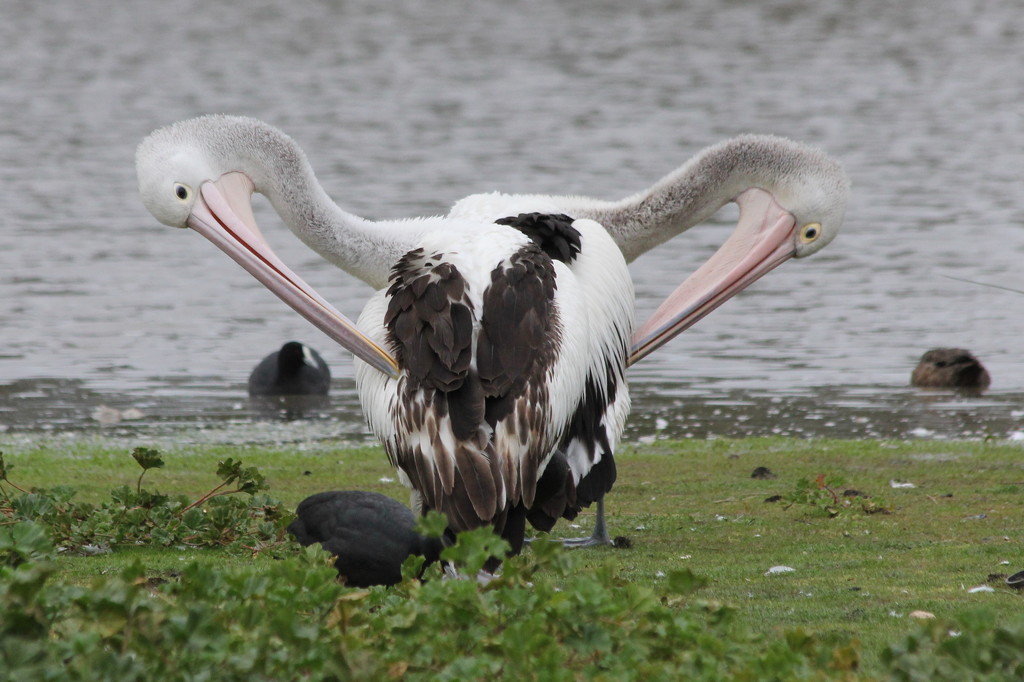 Twin headed pelican! by gilbertwood