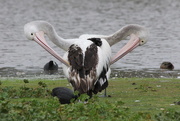 17th Sep 2014 - Twin headed pelican!