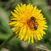 Bee beautiful by flyrobin